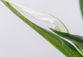 Die besten Tipps zur richtigen Spathiphyllum Pflege