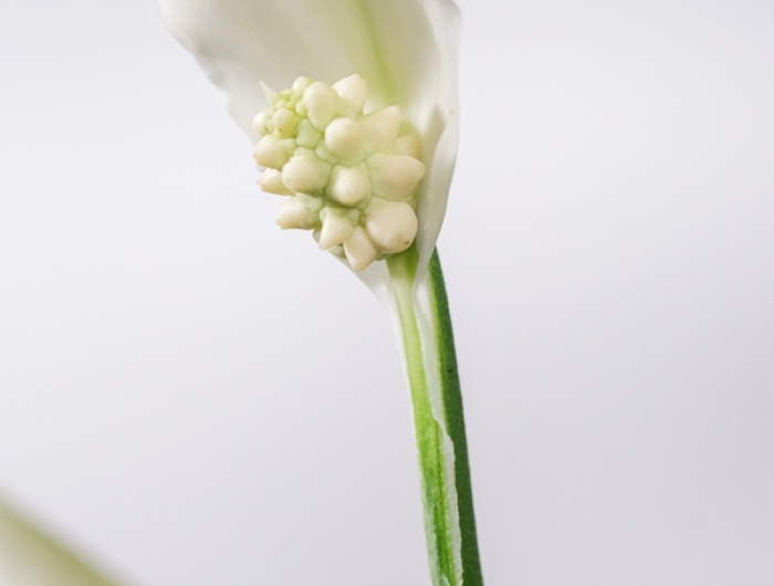 einblatt pflege tipps für hobbygärtner blume mit weißer blüte