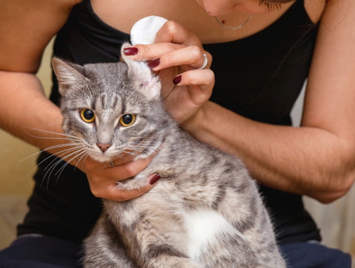 floh größe flöhe loswerden wie sehen flöhe bei katzen aus hausmittel gegen flöhe regelmäßige ohrenpflege frau prüht katzenohre