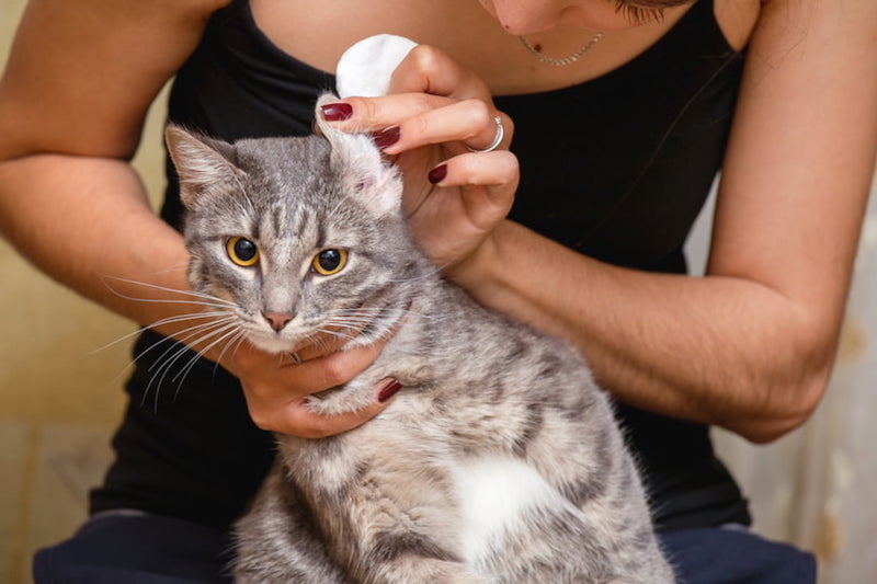 floh größe flöhe loswerden wie sehen flöhe bei katzen aus hausmittel gegen flöhe regelmäßige ohrenpflege frau prüht katzenohre