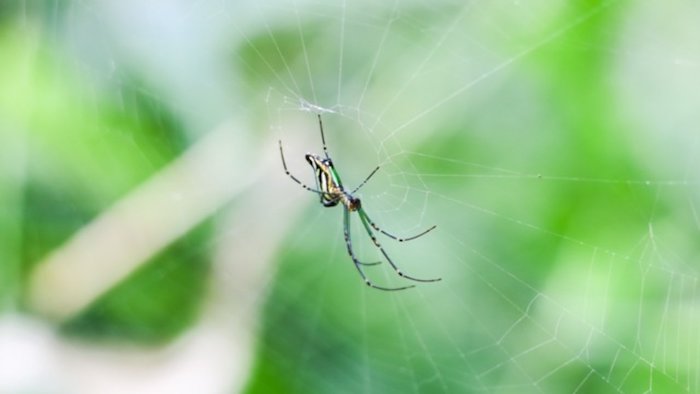 foto von einer spinne im spinnennetz natürliche mittel gegen spinnen selber machen