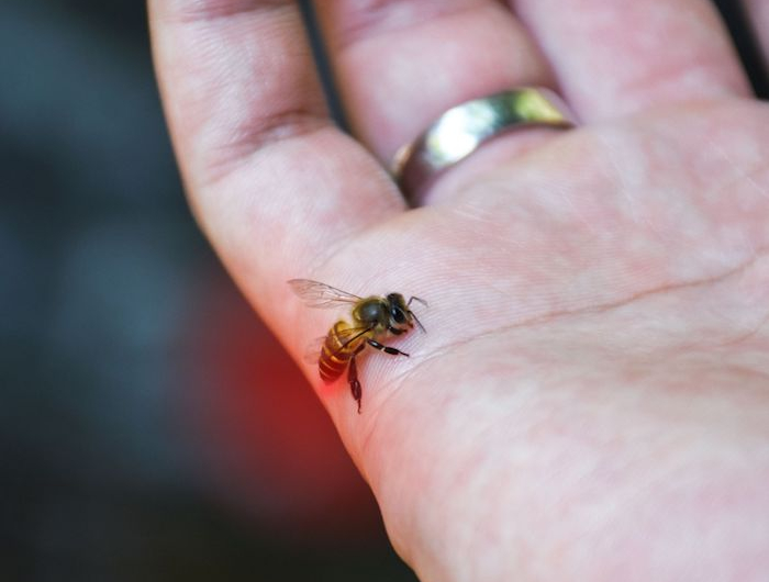 foto von einer wespe auf der handfläche einer person goldener ring auf dem finger was hilft gegen wespenstich