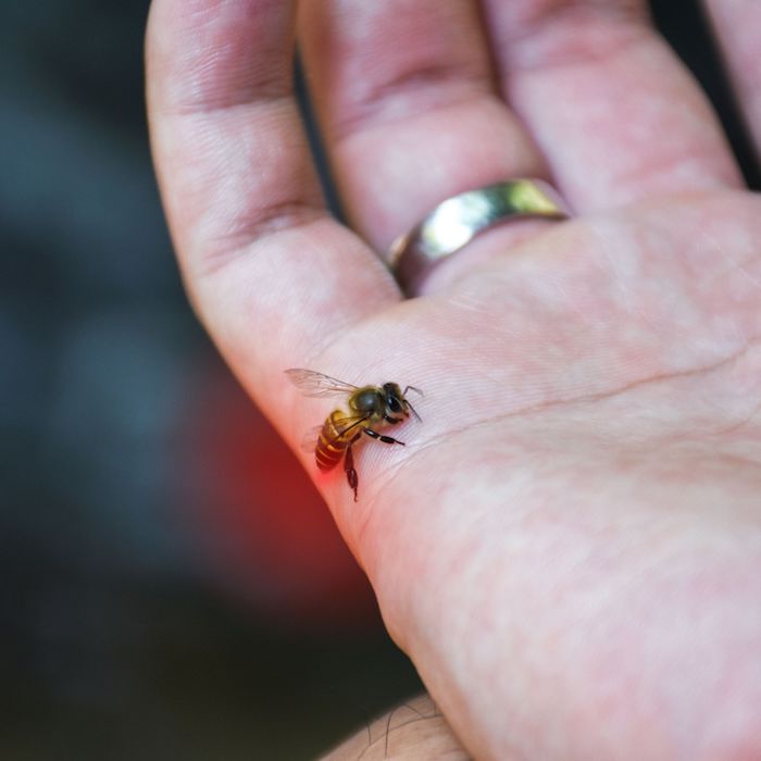 foto von einer wespe auf der handfläche einer person goldener ring auf dem finger was hilft gegen wespenstich