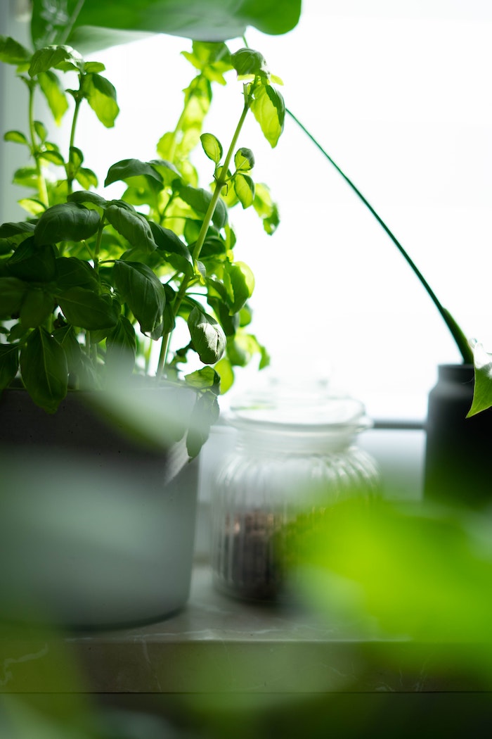 garten gestalten ideen basilikum pflege tipps zuhause düngen frische grüne pflanze im topf
