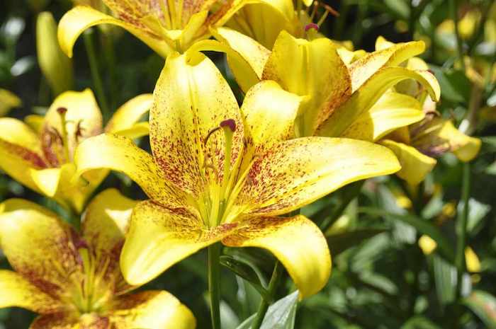 giftife zimmerpflanzen für katze welche zimmerpflanzen sind für katzen giftig gelbe lilie im garten giftig für katze