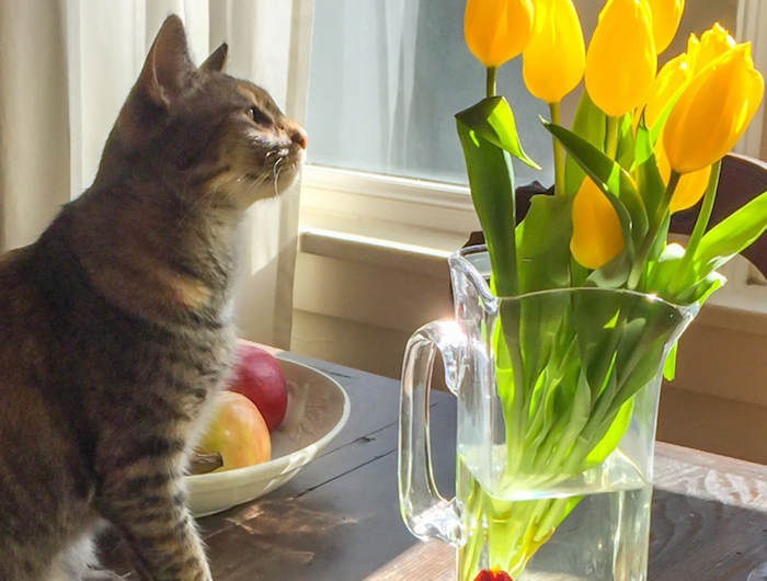 giftige zimmerpflanzen giftige pflanzen für katzen welche pflanzen sind für katzen giftig tulpen giftig für katzen katze sitzt vor wase mit gelben tulpen