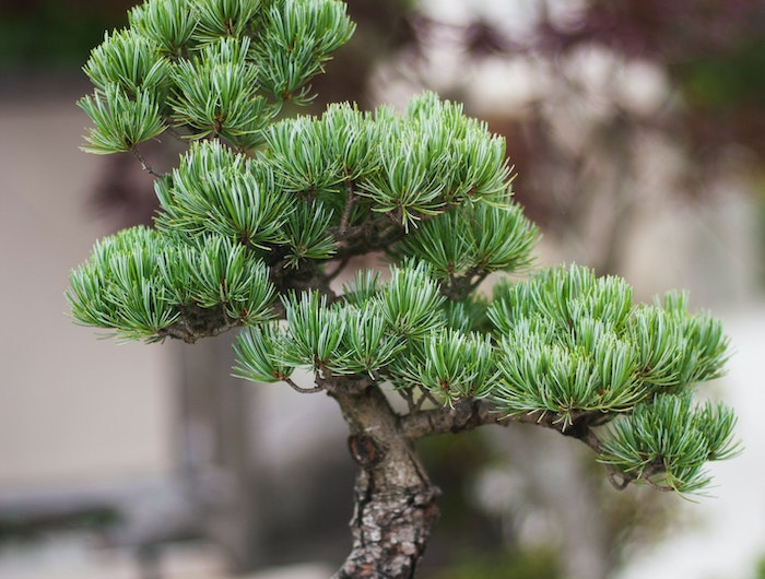 grauer tipf ein baum picea bonsai pflege tipps garten gestalten bonsai richtig schneiden