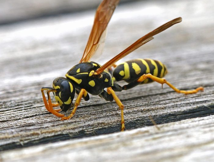 großaufnahme bild von einer wespe was hilft gegen wespenstich diy heilmittel selber machen