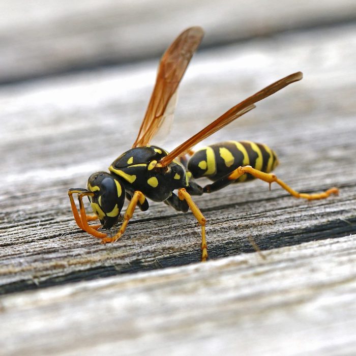 großaufnahme bild von einer wespe was hilft gegen wespenstich diy heilmittel selber machen