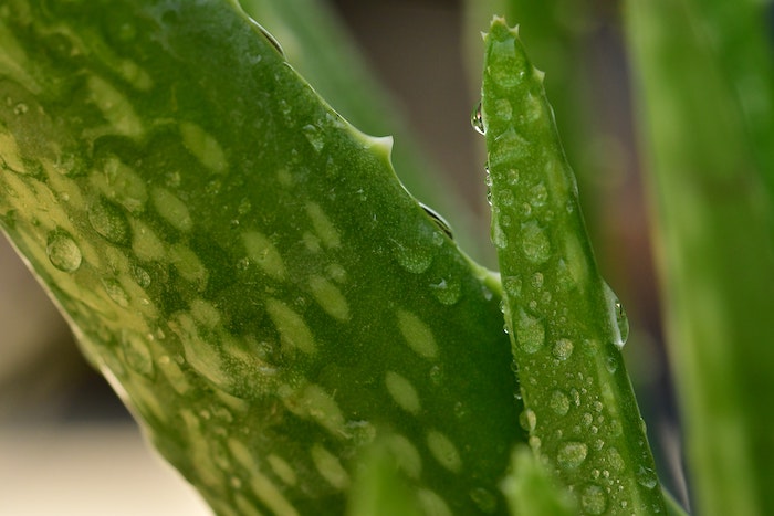 große grüne blätter einer pflanze aloe vera pfllege garten und pflanzen