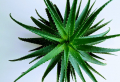 Aloe vera Pflege - mit unseren Tipps wird Ihre Heilpflanze ewig frisch bleiben