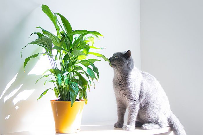 grünlilie katze giftge pflanzen für katzen welche pflanzen sind giftig für katzen diplandea giftig für katzen haustiere graue katze beschnüffelt blumentopf mit lilie
