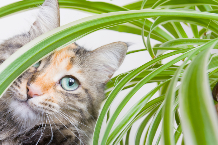grünlilie katze monstera giftig für katzen giftige zimmerpflanzen für katzen welche zimmerpflanzen sind für katzen giftig katze steckt sich hinter pflanze