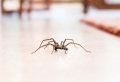 Spinnen vertreiben und wieso Sie sie nicht töten sollten