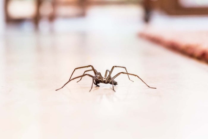 hausspinnen bekämpfen insektenschutzmittel selber machen spinnen in der wohnung vertreiben