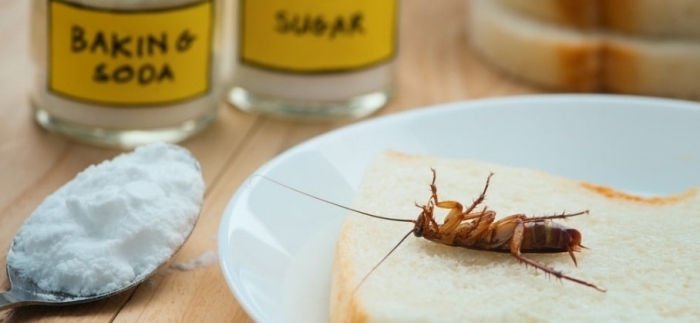 kakerlaken bekämpfen netürliche mittel und methoden gegen küchenshaben