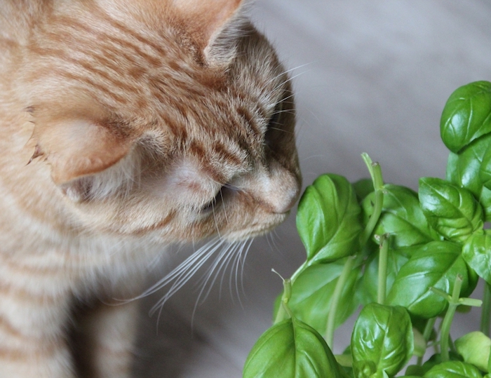 katze pflanzen ungiftige pflanzen für katzen pflanzen für katzen hortensien giftig für katzen gelbe katze riecht auf basilikum