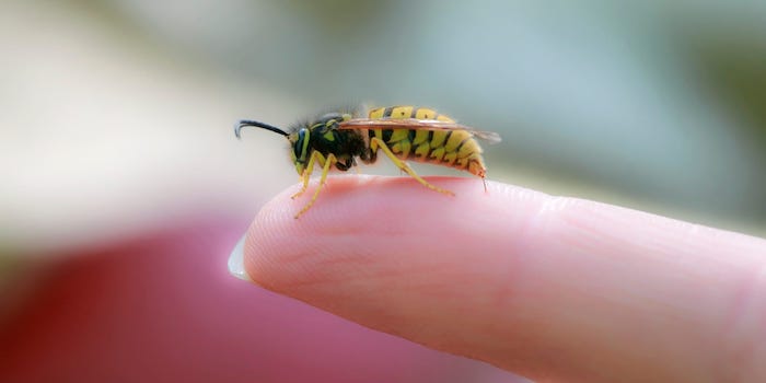 kleine wespe auf einem finger wespenstich was hilft wichtige tipps ideen und hausmittel gegen stiche 