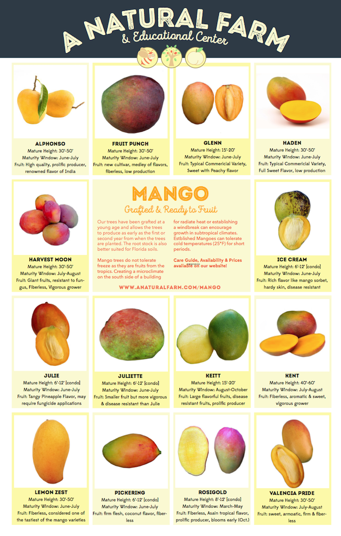 mango smoothie mit kokosmilch selber machen milchshake mango banana unterschiedliche mango sorten tabelle