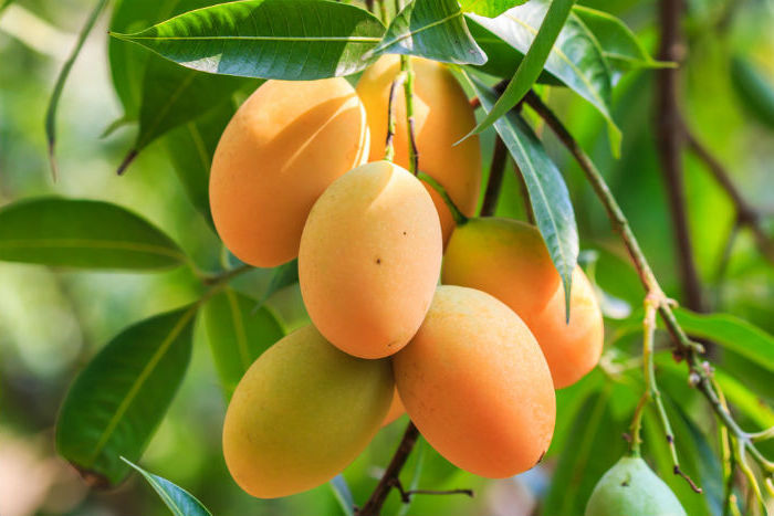 mango smoothie mit milch milchshake selber machen mango milchshake mit kokosmilch und honig reife mangos auf baum