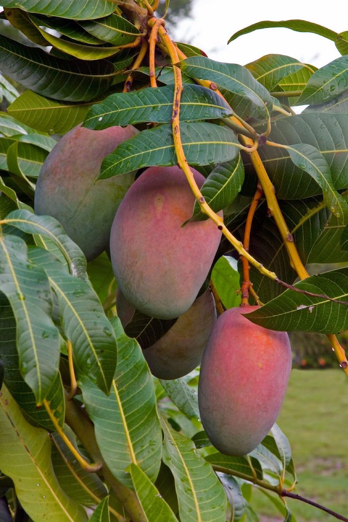 mango smoothie selber machen mango smoothie mit milchzubereiten frische mangos banana und milch unreife rote mangos am baum