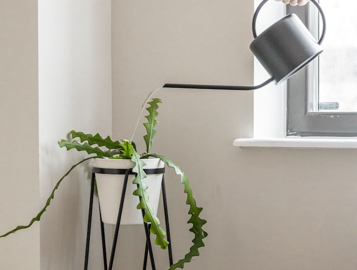 minimalistische einrichtung pflanzenständer schwarz weißes topf mit pflanze trockenresistente pflanzen welchen blumen brauchen selten bewässert zu werden