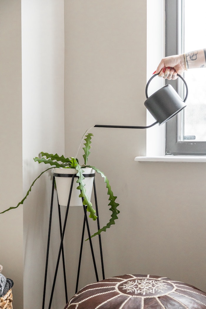 minimalistische einrichtung pflanzenständer schwarz weißes topf mit pflanze trockenresistente pflanzen welchen blumen brauchen selten bewässert zu werden