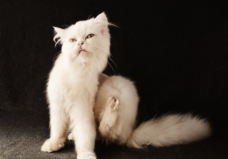 mittel gegen flöhe flöhe bei katzen flohbisse behandeln flöhe bek mpfen weiße katze kratzt sich