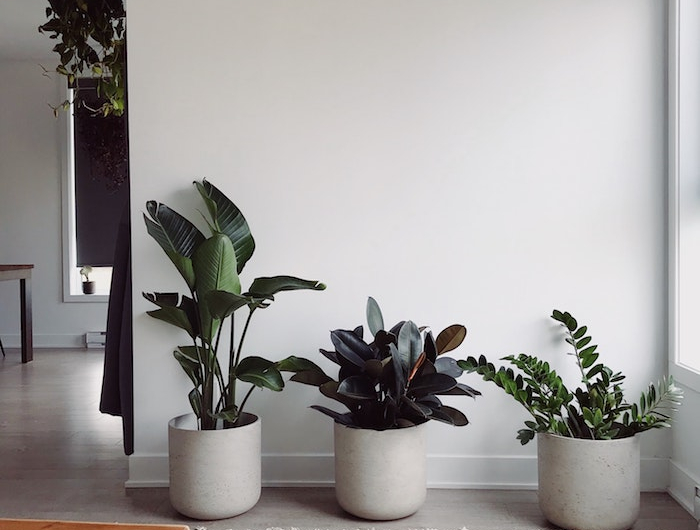 moderne einrichtung wohnzimmer drei große töpfe pflanzen die viel sonne vertragen und wenig wasser brauchen weißer teppich geometrische schwarze linien