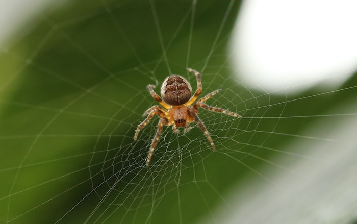 nahaufnahme von einer spinne im spinnennetz spinnen vertreiben natürliche hausmittel