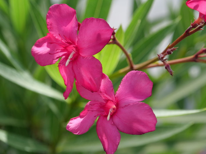 oleander für katzen ungiftige pflanzen für katzen welche pflanzen sind für katzen giftig rosa oleander für katzen ungiftig