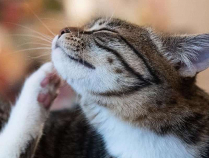 parasiten katze flöhe katze flohbisse behandeln katzen läuse katzenflöhe flöhe bei katzen katze juckt sich am kinn