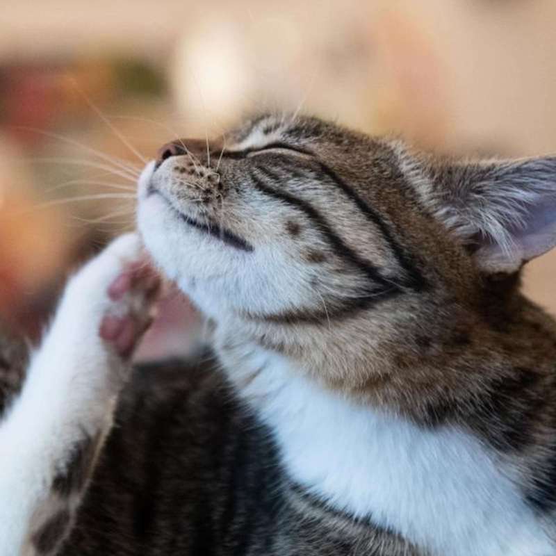 parasiten katze flöhe katze flohbisse behandeln katzen läuse katzenflöhe flöhe bei katzen katze juckt sich am kinn
