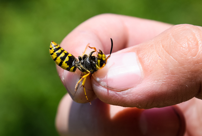 person hält wespe zwischen den fingern was hilft bei wespenstich wichtige informationen und gegen insektenstiche