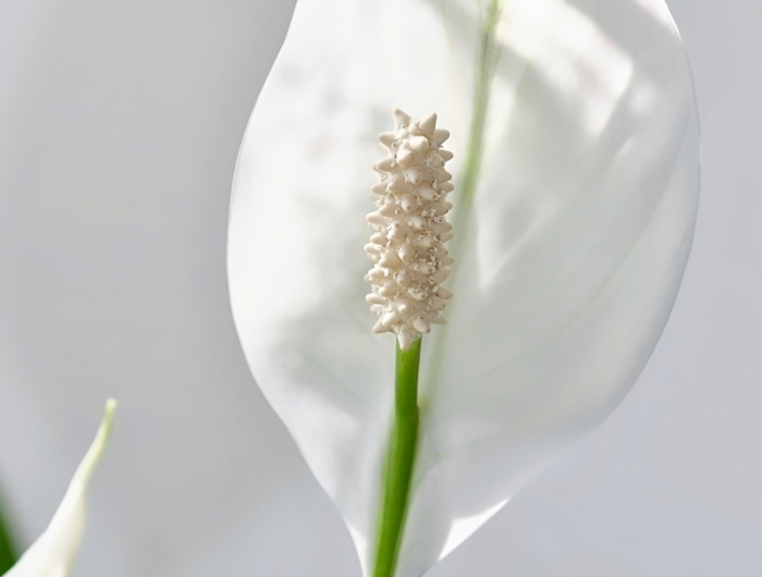 pflanze mit weißen blüten spathiphyllum richtig pflegen