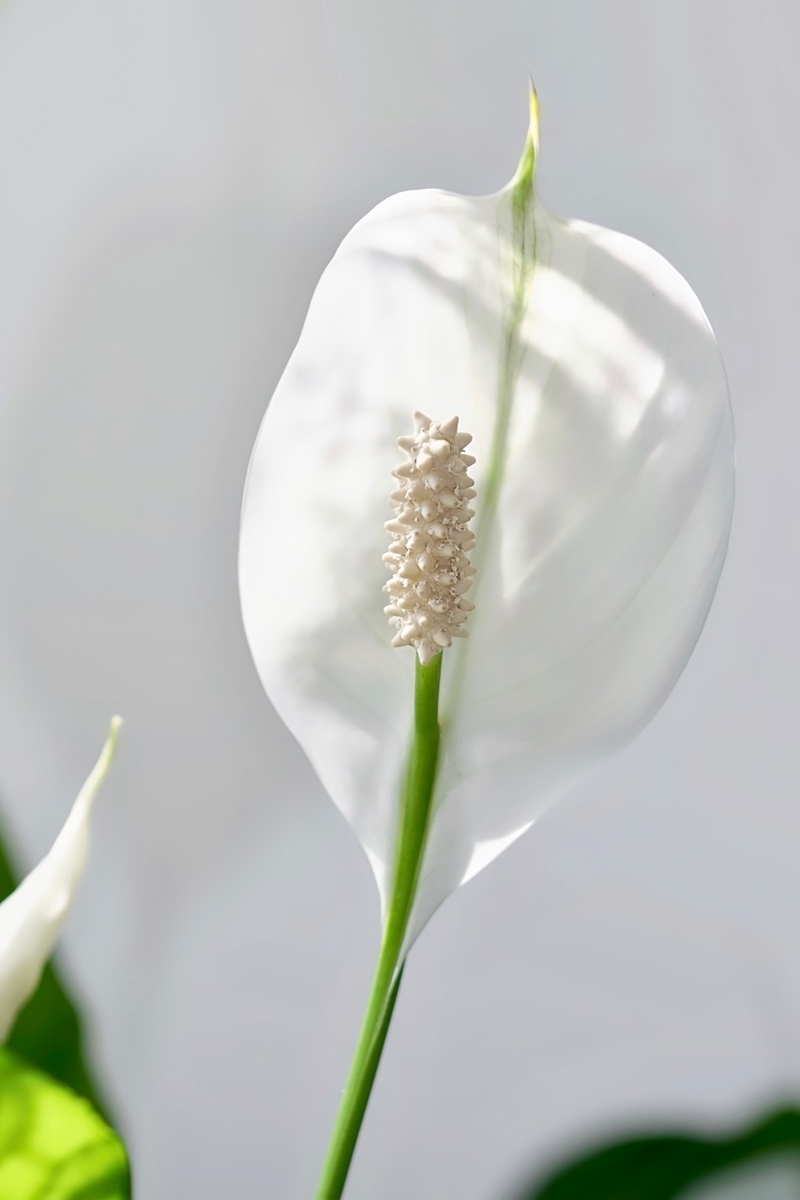 pflanze mit weißen blüten spathiphyllum richtig pflegen