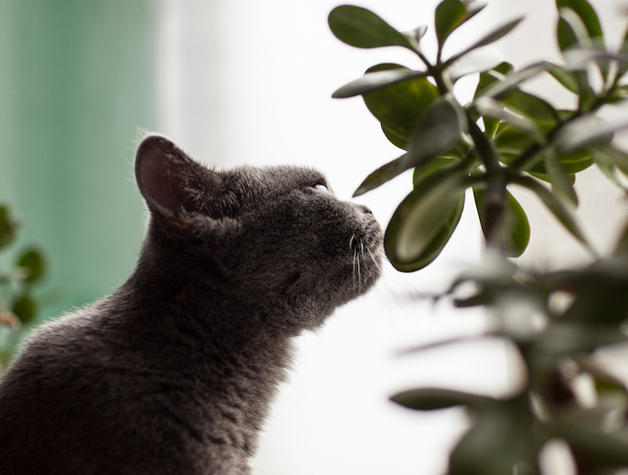 pflanzen für katzen giftige pflanzen für katzen welche pflanzen sind für katzen giftig graue katze beschnüffelt einen geldbaum