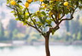 Zitronenbaum Pflege: wichtige Hinweise für eine frische Pflanze