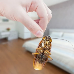 shaben bekämpfen natürliche mittel gegen kakerlaken schädlinge vertreiben