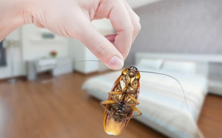 shaben bekämpfen natürliche mittel gegen kakerlaken schädlinge vertreiben