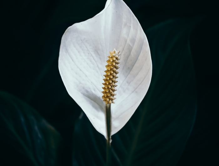 spathiphyllum pflege einblatt richtigig pfleden weiße blume