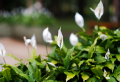 Die besten Tipps zur richtigen Spathiphyllum Pflege