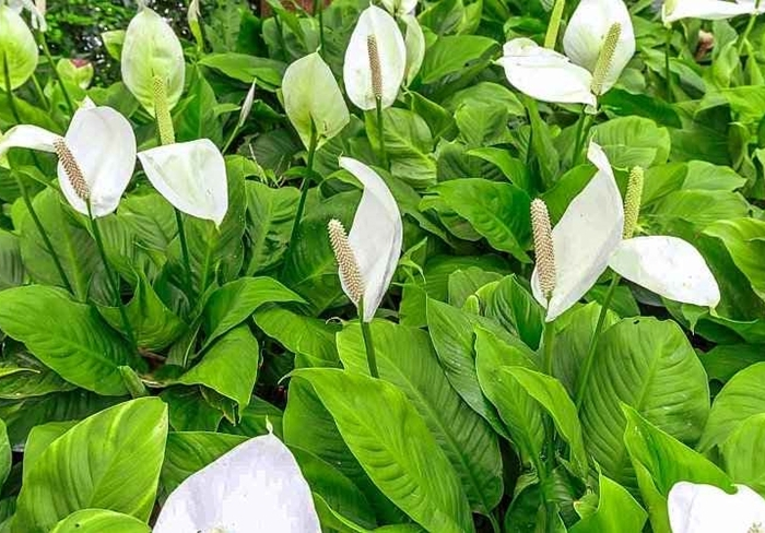 spathiphyllum pflege tipps zimmerpflanze mit weißen blüten