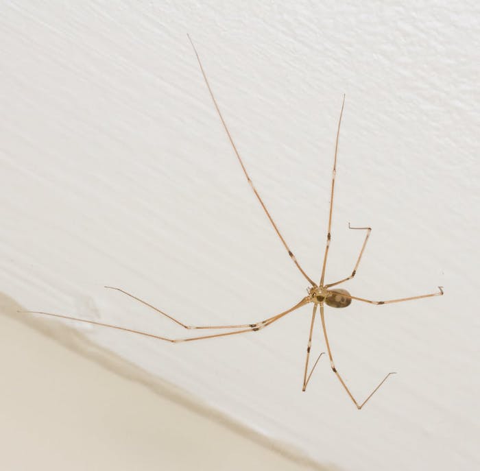 spinnen vertreiben wichtige tipps und mittel zur bekämpfung insektenschutzmittel selber machen