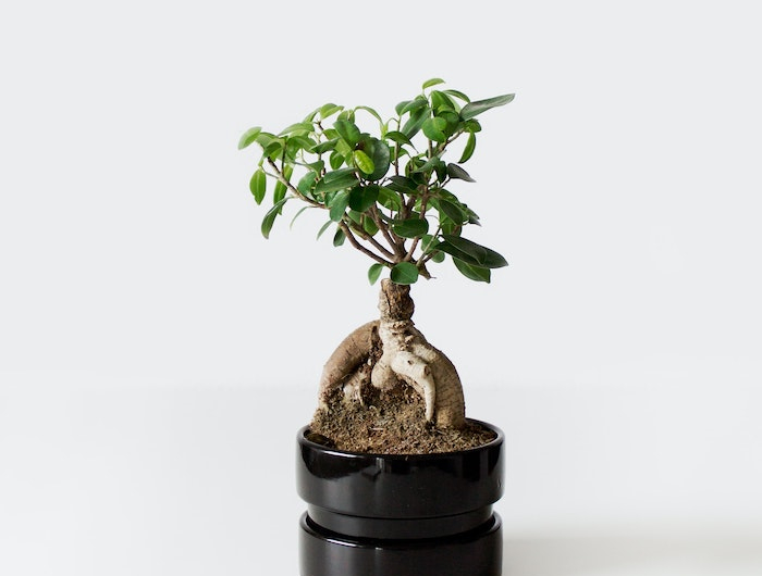 standort für bonsai bonsai pflege tipps schwaruer topf mit einem baum mit grünen bäumen bonsai pflege tipps
