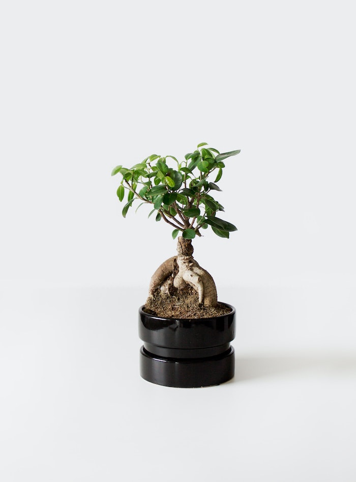 standort für bonsai bonsai pflege tipps schwaruer topf mit einem baum mit grünen bäumen bonsai pflege tipps
