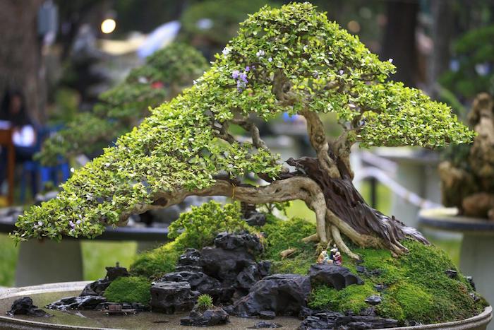 steine ein großer baum bonsai japanischen gerten gestalten bonsai pflege tipps bonsai gießen standort für bonsai