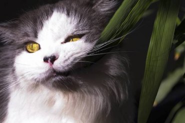 ungiftige zimmerpflanzen fü katzen katzenfreundliche pflanzen hortensien giftig grüne pflanzen grau weiße katze kaut an eine grüne pflanze