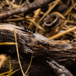 was hilft gegen ameisen hilfreiche tipps und methoden bewährte natürliche mittel
