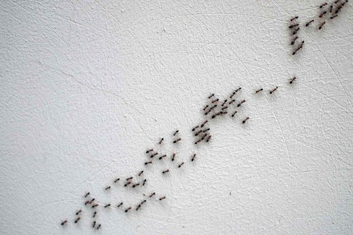 was hilft gegen ameisen invasion von schädlinge insekten bekämpfen im haus mittel